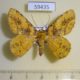 59435p Geometridae sp. W.Papua $7