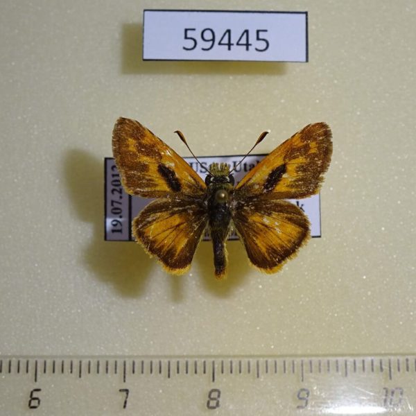 Hesperiidae Ochlodes sylvanoides USA