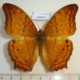 59460p Nymphalidae Junonia atlites Borneo $8