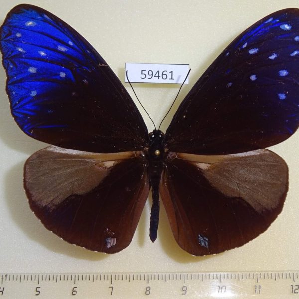 Nymphalidae Euploea mulciber Borneo