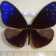 59461p Nymphalidae Euploea mulciber Borneo $6