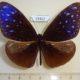 59462p Nymphalidae Euploea mulciber Borneo $6