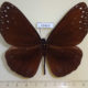 59463p Nymphalidae Euploea sp. Borneo $6
