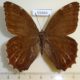 59464p Satyridae Neope yama Vietnam $7