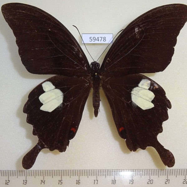 Papilionidae Papilio iswara Borneo