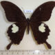 59478p Papilionidae Papilio iswara Borneo $5
