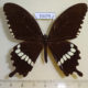 59479p Papilionidae Papilio polytes Borneo $6