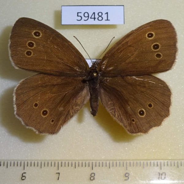 Satyridae Aphantopus hiperantus ocellata f Primorye