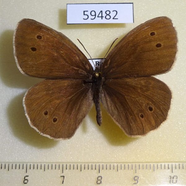 Satyridae Aphantopus hiperantus ocellata Primorye