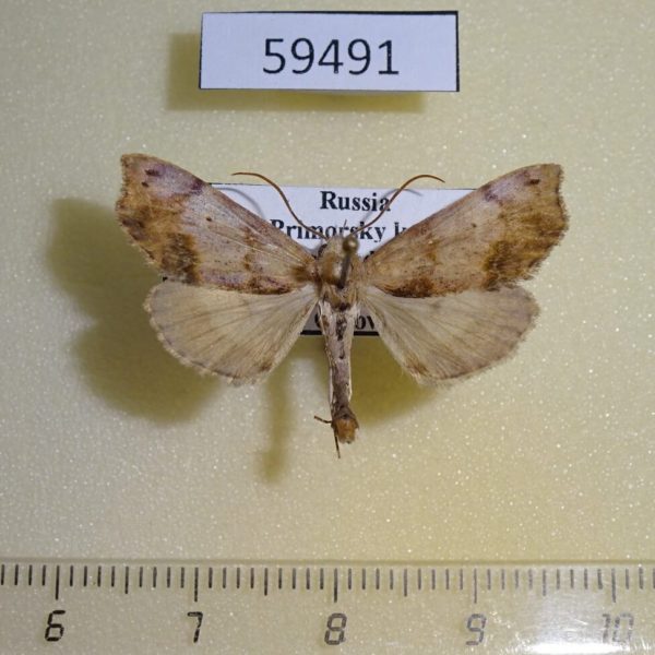 Noctuidae Hepatica anceps Primorye