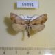 59491p Noctuidae Hepatica anceps Primorye $7