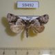 59492p Noctuidae Cranionycta oda Primorye $6