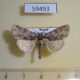 59493p Noctuidae Acronicta strigosa Primorye $5