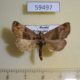 59497p Noctuidae Niphonyx segregata Primorye $6