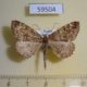 59504p Geometridae Scionomia parasinuosa Primorye $5