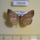 59509p Noctuidae Hypena tamsi Primorye $4