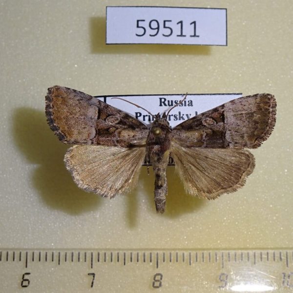 Noctuidae Eucarta arcta Primorye