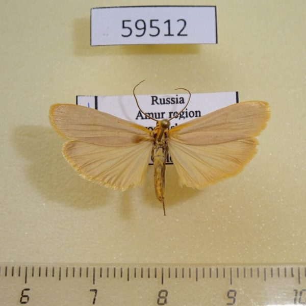 Arctiidae Eilema deplana Amur reg.