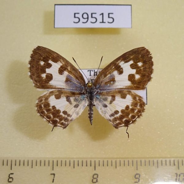 Lycaenidae Castalius rosimon Thailand