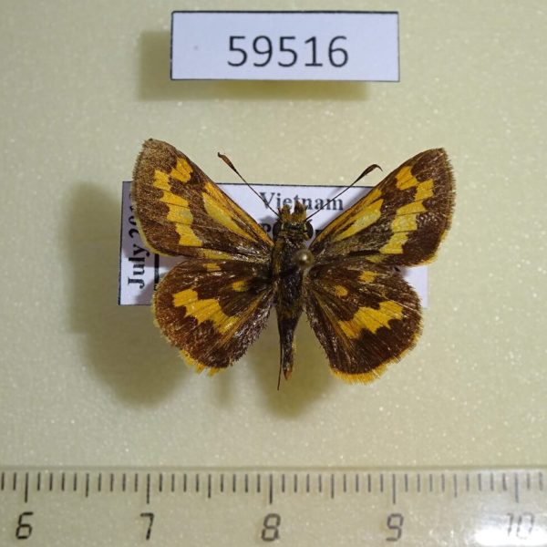 Hesperiidae Potanthus ganda ganda Vietnam
