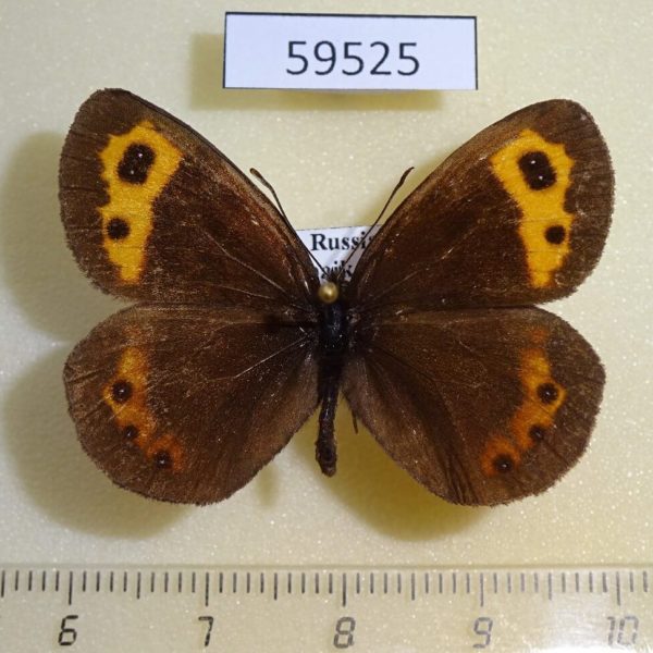 Satyridae Erebia neriene Transbaikal reg.
