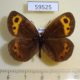 59525p Satyridae Erebia neriene Transbaikal reg. $5
