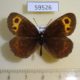 59526p Satyridae Erebia neriene Transbaikal reg. $5