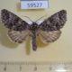 59527p Noctuidae Acronicta megacephala Transbaikal reg. $6