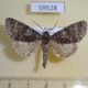 59528p Noctuidae Acronicta megacephala Transbaikal reg. $5
