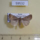 59532p Noctuidae Caradrina montana Transbaikal reg. $5