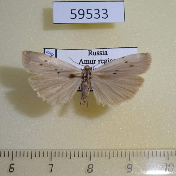 Arctiidae Pelosia muscerda Amur reg.