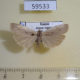 59533p Arctiidae Pelosia muscerda Amur reg. $8