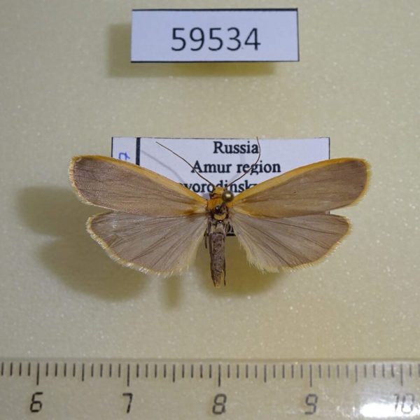 Arctiidae Katha depressa Amur reg.