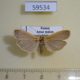 59534p Arctiidae Katha depressa Evreiskaya AO $6