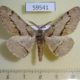 59541p Geometridae Phthonosema tendinosaria Amur reg. $5