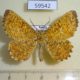 59542p Geometridae Angerona prunaria Amur reg. $5