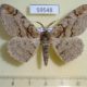 59548p Geometridae Amraica superans Amur reg. $6
