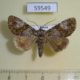 59549p Noctuidae Euromoia subpulchra Primorye $5