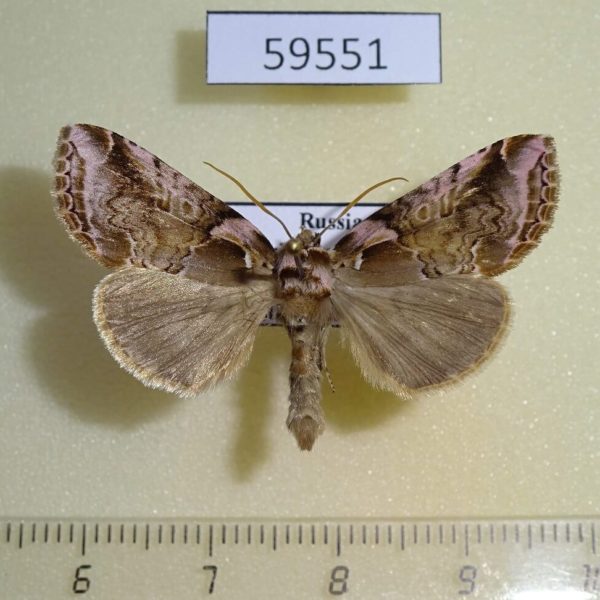 Thyatiridae Habrosyne dieckmanni Primorye