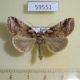 59551p Thyatiridae Habrosyne dieckmanni Primorye $6