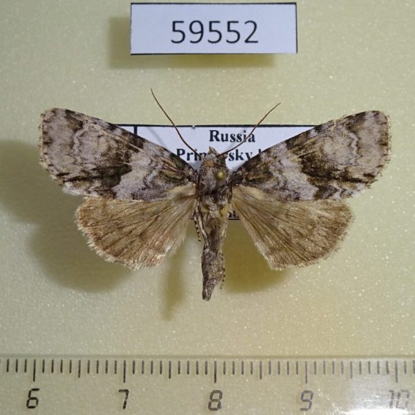 Noctuidae Cranionycta oda f Primorye