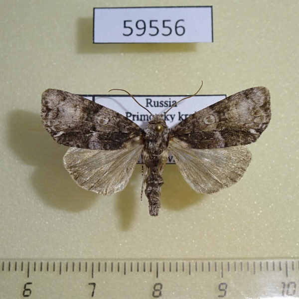 Noctuidae Craniophora pacifica f Primorye