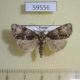 59556p Noctuidae Craniophora pacifica f Primorye $4