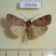 59558p Noctuidae Xestia descripta Primorye $6