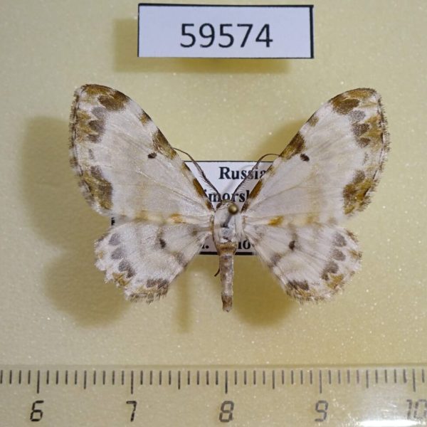 Geometridae Tyloptera bella f Primorye