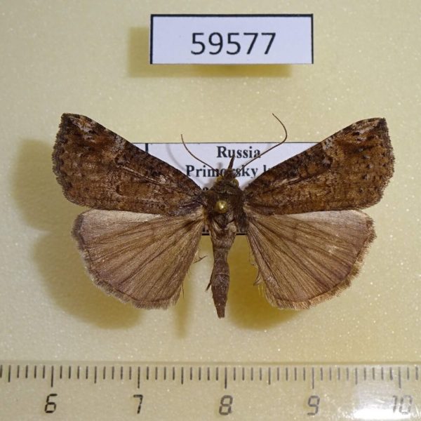 Noctuidae Hypena narratalis Primorye