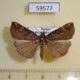 59577p Noctuidae Hypena narratalis Primorye $4