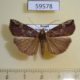 59578p Noctuidae Hypena narratalis Primorye $4