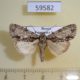 59582p Noctuidae Acronicta strigosa Primorye $5