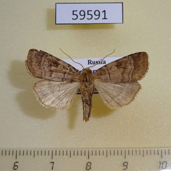 Noctuidae Xestia descripta Primorye